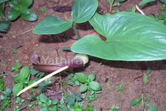 Typhonium flagelliforme